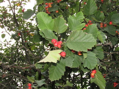 Crataegus submollis