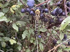 Aeshna cyanea