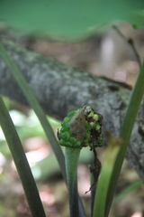 Arisaema amurense