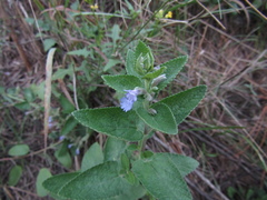 Nepeta grandiflora