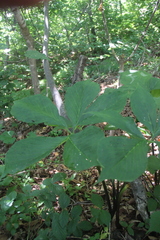 Arisaema amurense