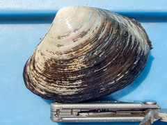 Mactromeris polynyma