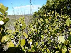 Robsonodendron maritimum