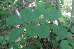 Arisaema amurense