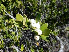 Robsonodendron maritimum