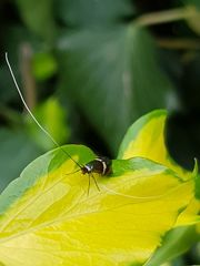 Adela australis