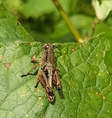 Peripolus