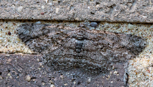 North American Common Gray photo 5