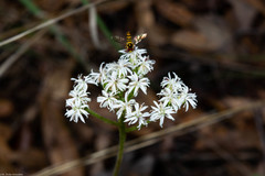 Psacalium nephrophyllum