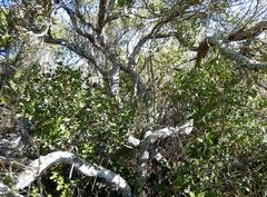 Robsonodendron maritimum