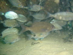 Pachymetopon blochii