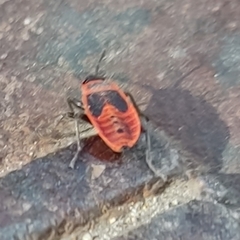 Pyrrhocoris apterus