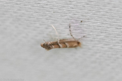 Cameraria caryaefoliella
