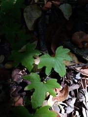 Dioscorea brachybotrya