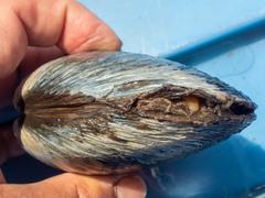 Mactromeris polynyma