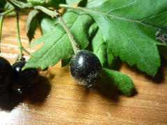 Crataegus nigra