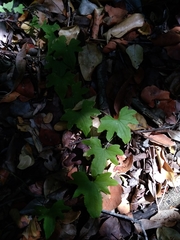 Dioscorea brachybotrya