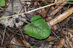 Psacalium nephrophyllum