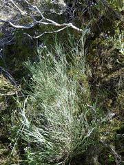 Passerina paleacea