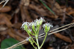 Psacalium nephrophyllum