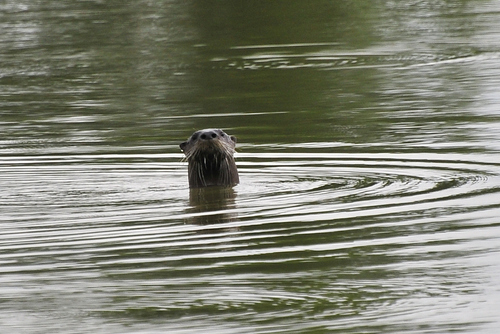 North American River Otter photographed in Indiana