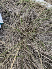 Hesperostipa curtiseta