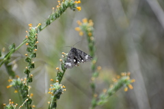 Litocala sexsignata