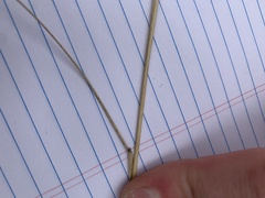 Hesperostipa curtiseta