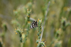 Litocala sexsignata
