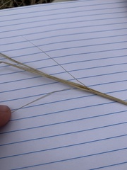 Hesperostipa curtiseta