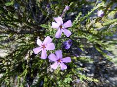 Jamesbrittenia calciphila