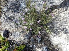 Jamesbrittenia calciphila