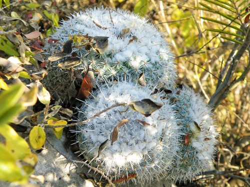 Image of Mammillaria geminispina by (c) amantedarmanin, some rights reserved (CC BY)
