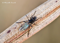 Bibio femoralis