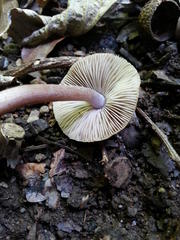 Inocybe obscura