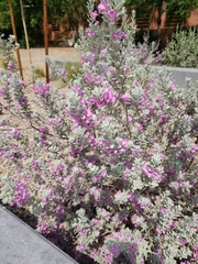 Leucophyllum frutescens