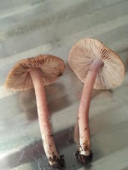 Inocybe obscura