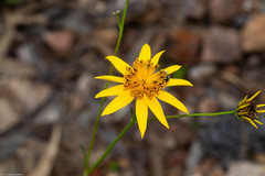 Bidens acrifolia