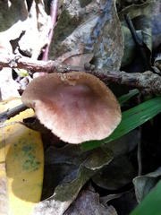 Inocybe obscura