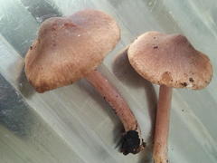 Inocybe obscura