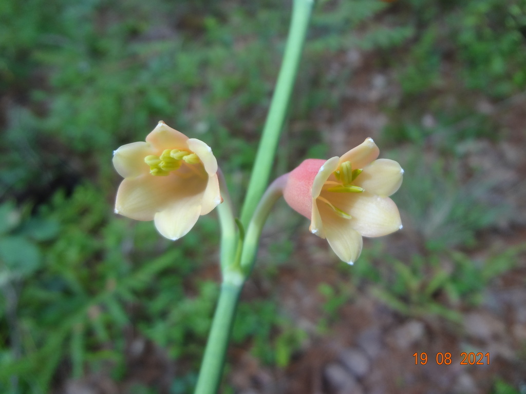 Polianthes oaxacana