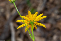 Bidens acrifolia