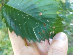 Stigmella multispicata