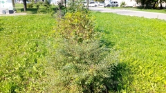 Spiraea cinerea