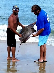 Myliobatis freminvillei