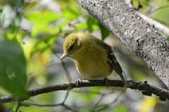 Setophaga castanea