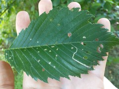 Stigmella multispicata