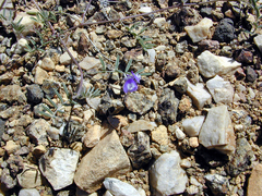 Astragalus emoryanus