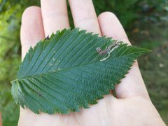 Stigmella multispicata