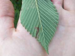 Stigmella multispicata